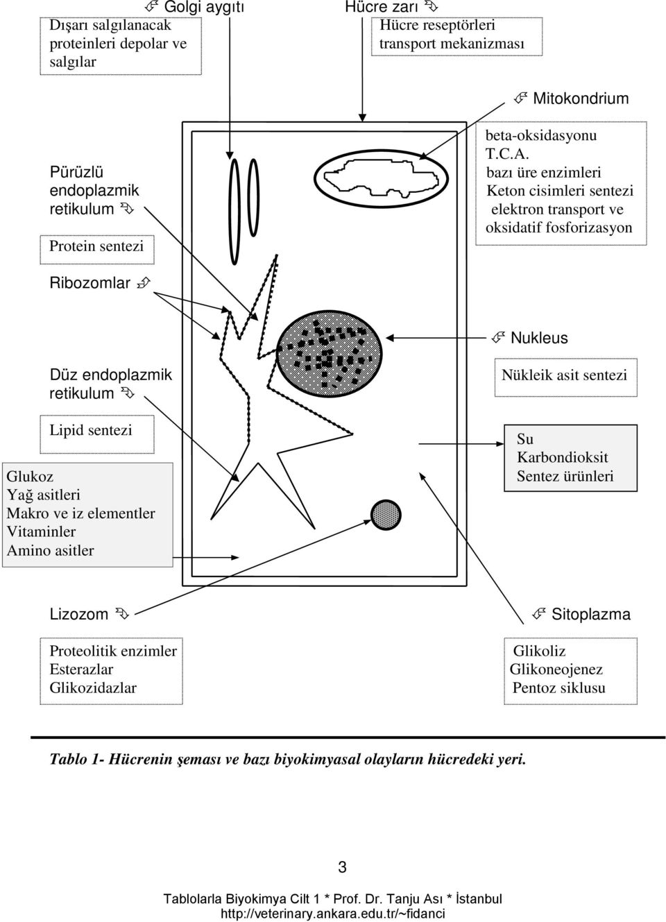 bazı üre enzimleri Keton cisimleri sentezi elektron transport ve oksidatif fosforizasyon Ribozomlar Nukleus Düz endoplazmik retikulum Lipid sentezi Glukoz Yağ