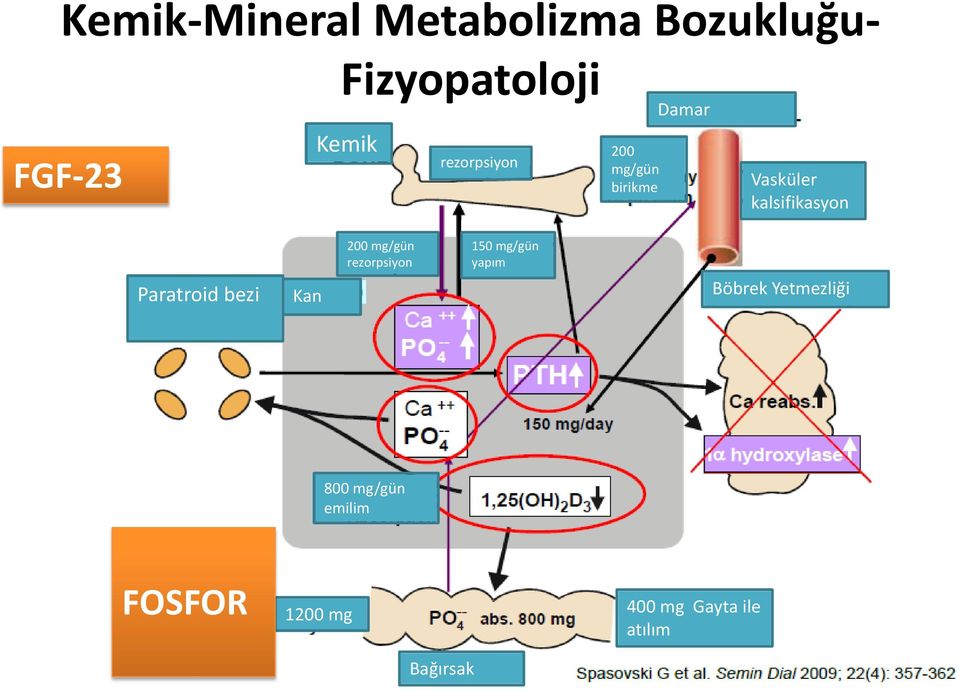 Paratroid bezi Kan 200 mg/gün rezorpsiyon 150 mg/gün yapım Böbrek