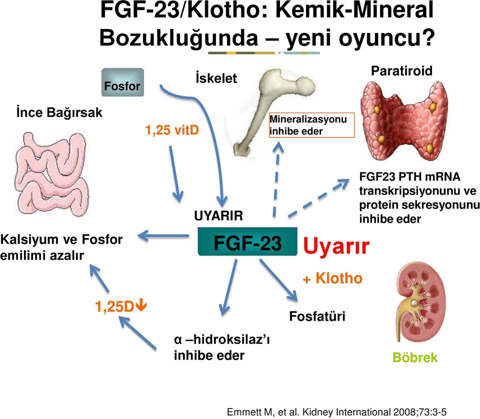 Fosfor emilimi azalır 1,25D UYARIR FGF-23 α hidroksilaz ı inhibe eder Uyarır + Klotho