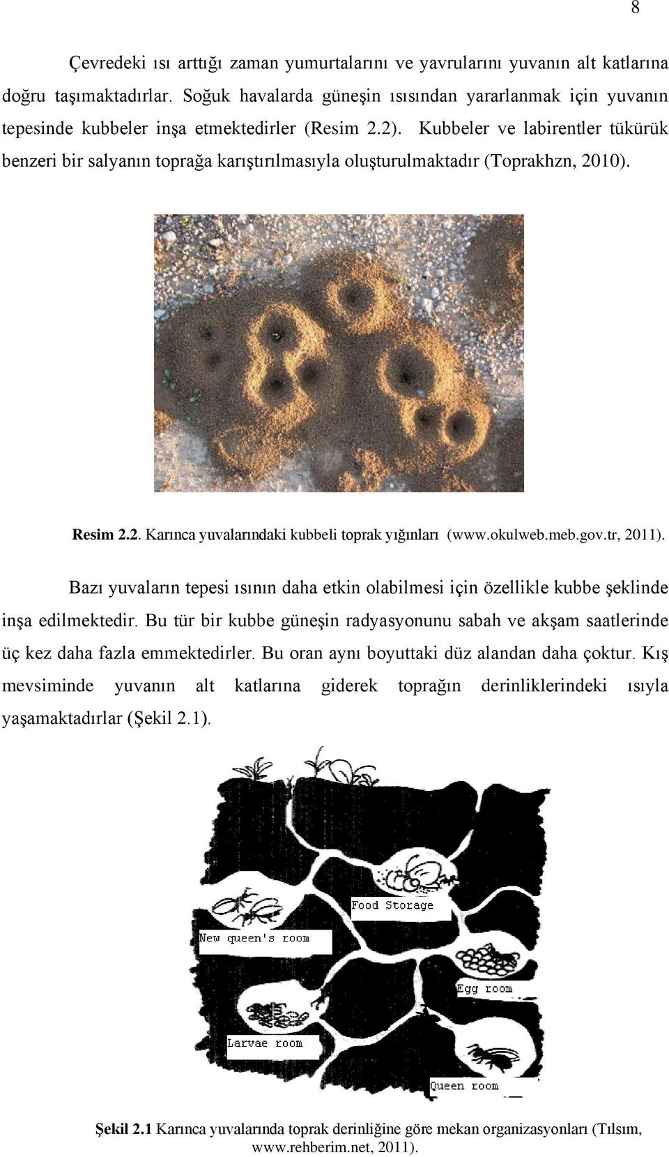 Kubbeler ve labirentler tükürük benzeri bir salyanın toprağa karıştırılmasıyla oluşturulmaktadır (Toprakhzn, 2010). Resim 2.2. Karınca yuvalarındaki kubbeli toprak yığınları (www.okulweb.meb.gov.
