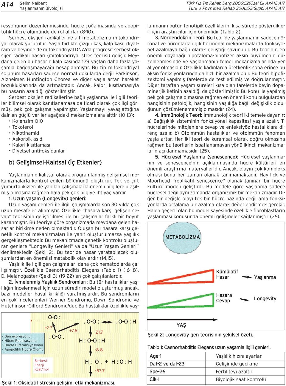 Yaflla birlikte çizgili kas, kalp kas, diyafram ve beyinde de mitokondriyal DNA'da progresif serbest oksijen radikali hasar (mitokondriyal stres teorisi) geliflir.