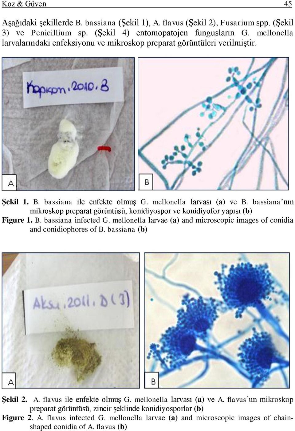 bassiana nın mikroskop preparat görüntüsü, konidiyospor ve konidiyofor yapısı (b) Figure 1. B. bassiana infected G. mellonella larvae (a) and microscopic images of conidia and conidiophores of B.