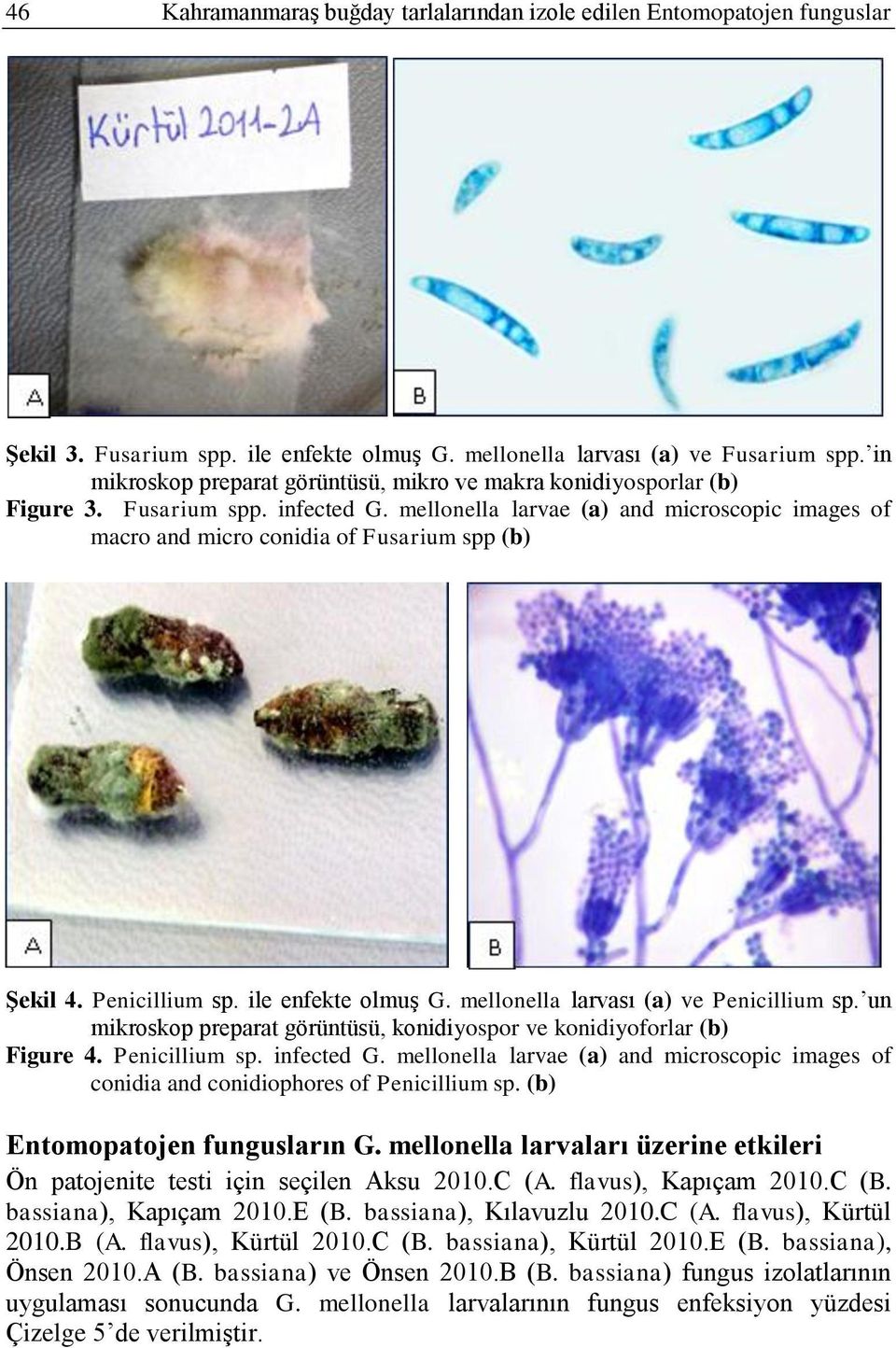 mellonella larvae (a) and microscopic images of macro and micro conidia of Fusarium spp (b) ġekil 4. Penicillium sp. ile enfekte olmuģ G. mellonella larvası (a) ve Penicillium sp.