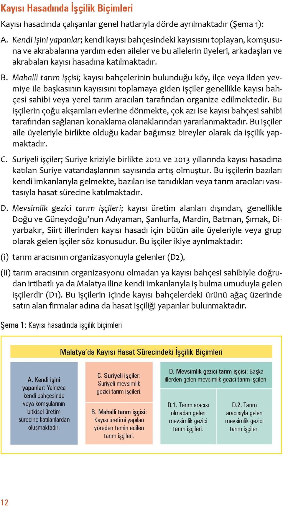 Mahalli tarım işçisi; kayısı bahçelerinin bulunduğu köy, ilçe veya ilden yevmiye ile başkasının kayısısını toplamaya giden işçiler genellikle kayısı bahçesi sahibi veya yerel tarım aracıları