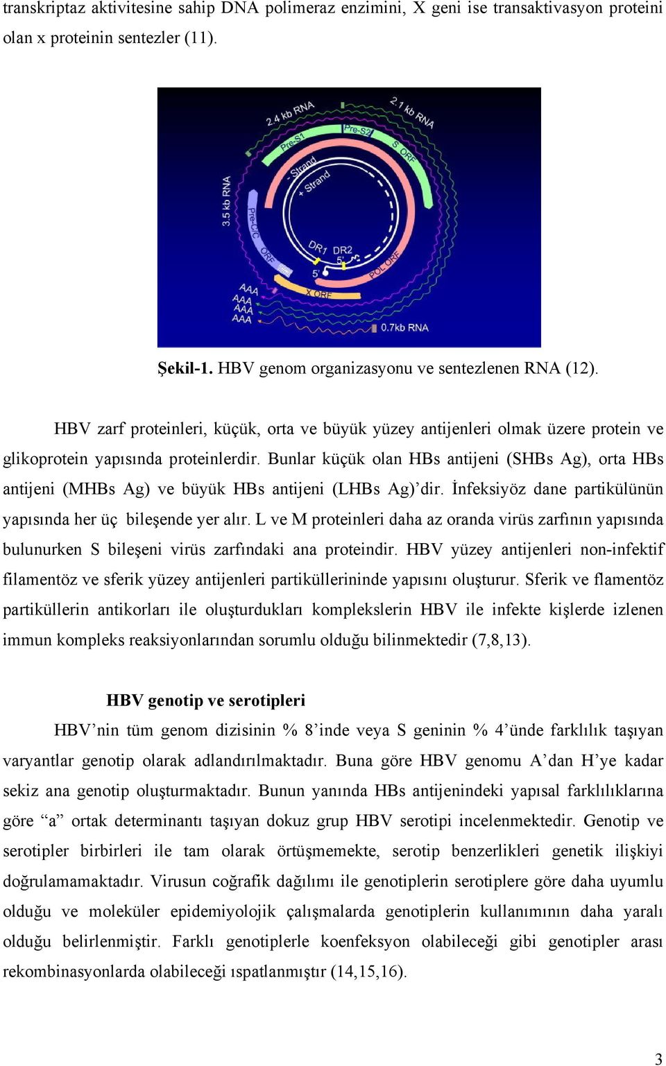 Bunlar küçük olan HBs antijeni (SHBs Ag), orta HBs antijeni (MHBs Ag) ve büyük HBs antijeni (LHBs Ag) dir. İnfeksiyöz dane partikülünün yapısında her üç bileşende yer alır.