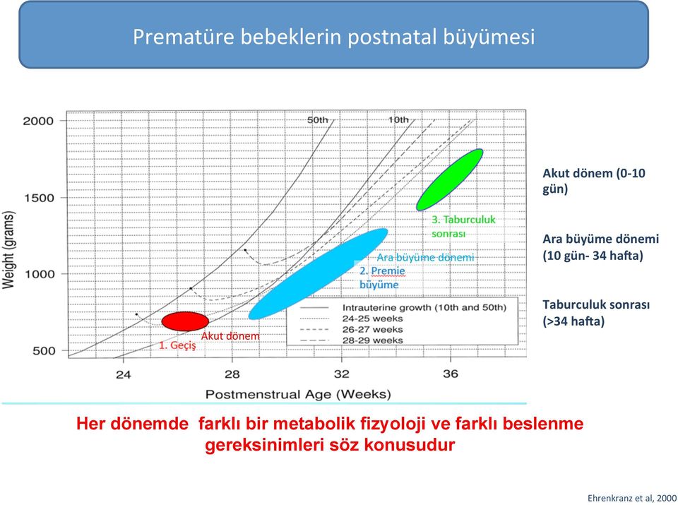 Taburculuk sonrası (>34 hafa) Her dönemde farklı bir metabolik