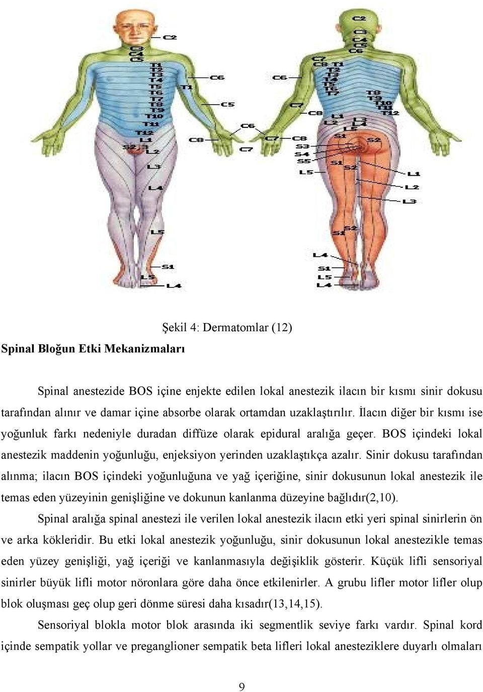 BOS içindeki lokal anestezik maddenin yoğunluğu, enjeksiyon yerinden uzaklaştıkça azalır.