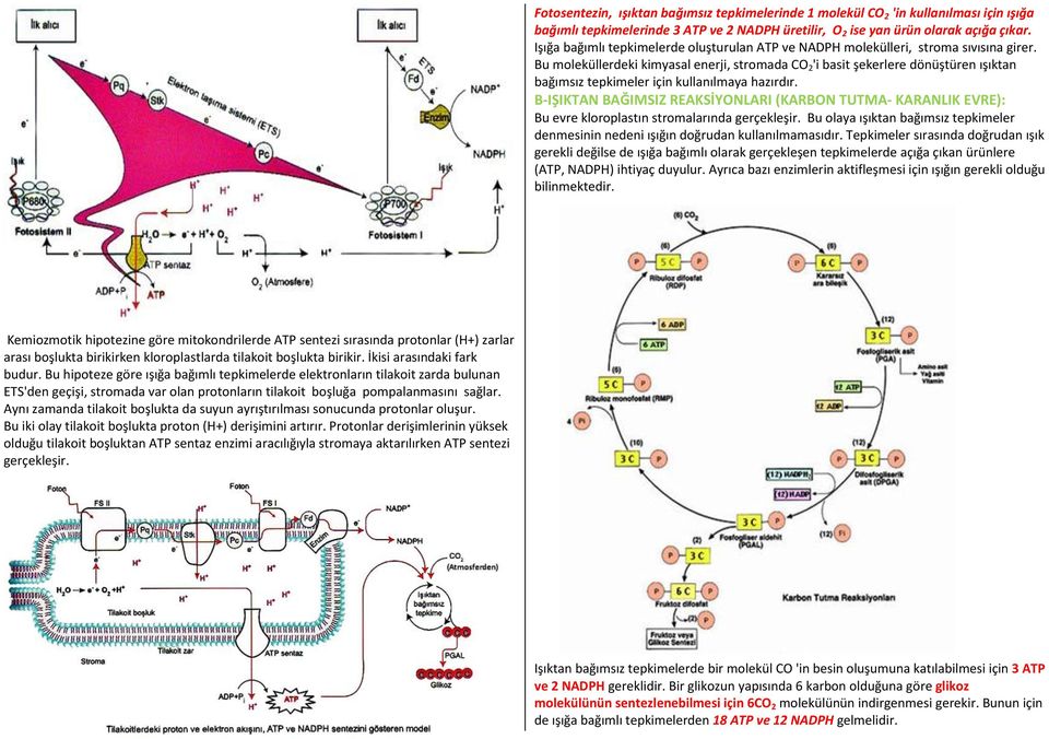 Bu moleküllerdeki kimyasal enerji, stromada CO 2 'i basit şekerlere dönüştüren ışıktan bağımsız tepkimeler için kullanılmaya hazırdır.