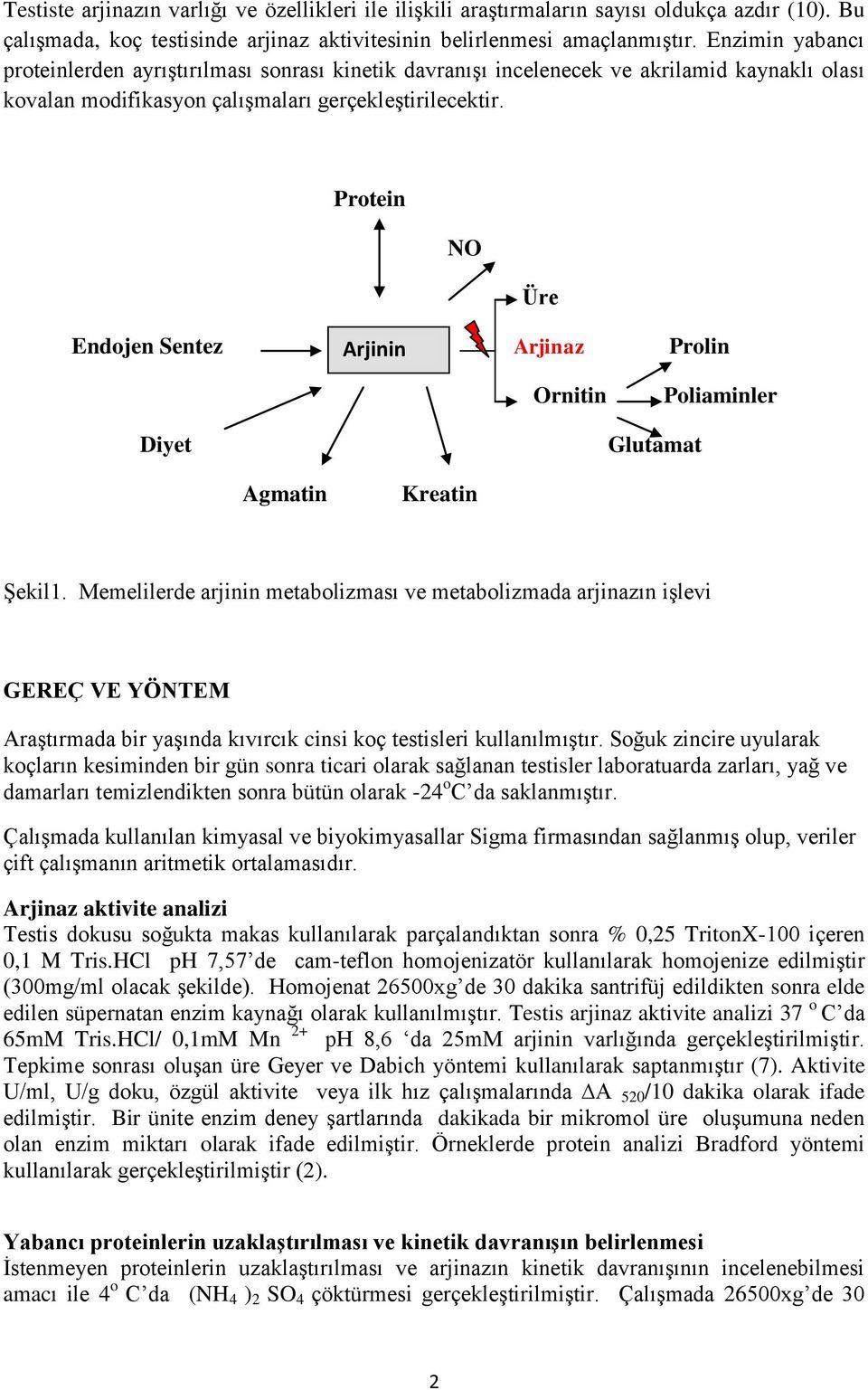 Protein NO Üre Endojen Sentez Arjinin Arjinaz Prolin Ornitin Poliaminler Diyet Glutamat Agmatin Kreatin Şekil1.