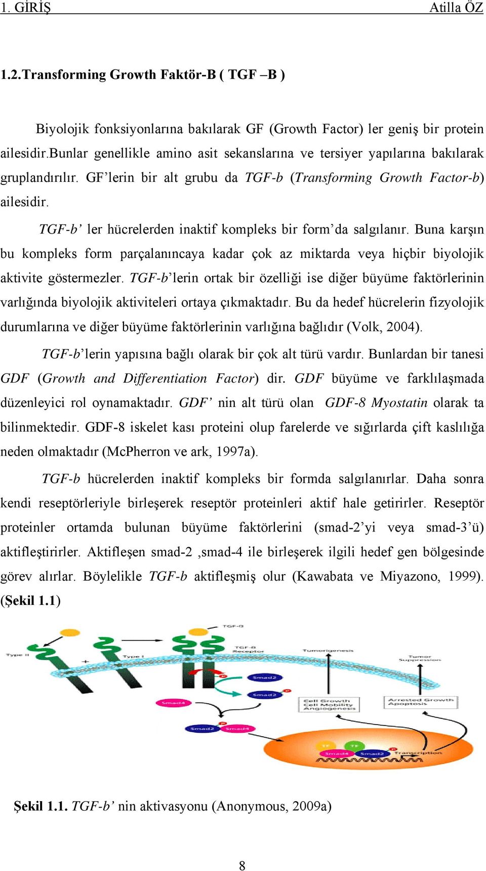 TGF-b ler hücrelerden inaktif kompleks bir form da salgılanır. Buna karşın bu kompleks form parçalanıncaya kadar çok az miktarda veya hiçbir biyolojik aktivite göstermezler.