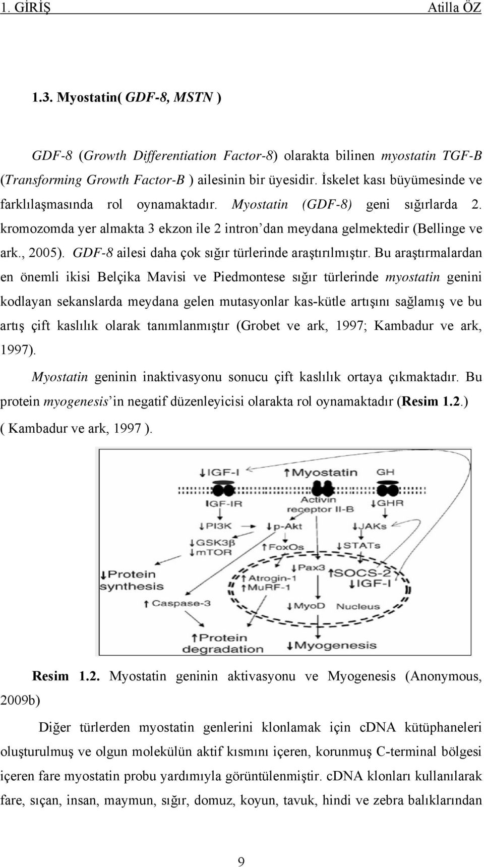 GDF-8 ailesi daha çok sığır türlerinde araştırılmıştır.