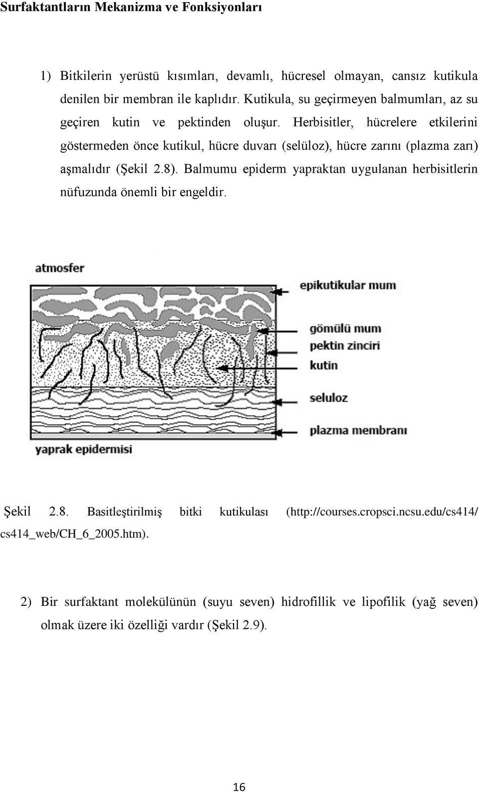 Herbisitler, hücrelere etkilerini göstermeden önce kutikul, hücre duvarı (selüloz), hücre zarını (plazma zarı) aşmalıdır (Şekil 2.8).