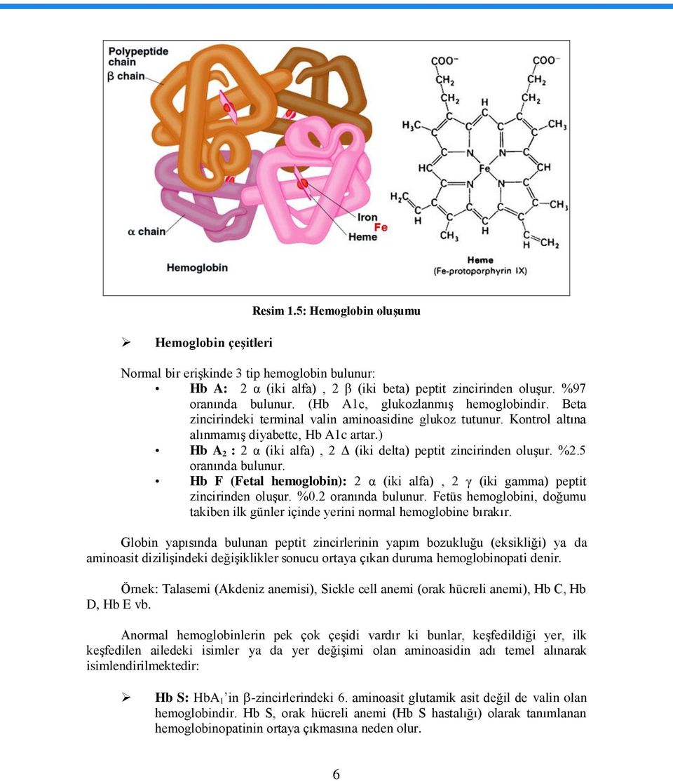 ) Hb A 2 : 2 α (iki alfa), 2 Δ (iki delta) peptit zincirinden oluģur. %2.5 oranında bulunur. Hb F (Fetal hemoglobin): 2 α (iki alfa), 2 γ (iki gamma) peptit zincirinden oluģur. %0.2 oranında bulunur.