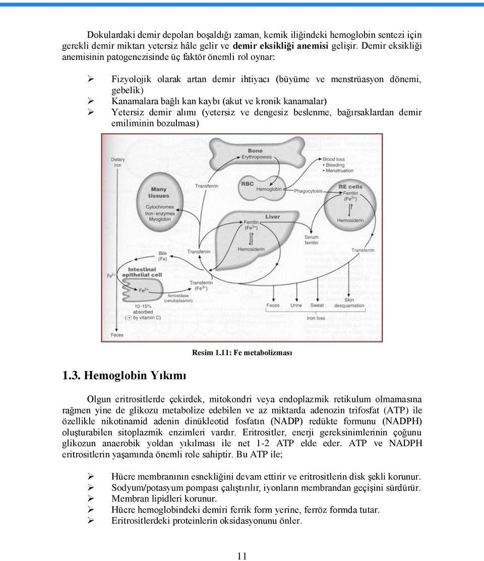 kanamalar) Yetersiz demir alımı (yetersiz ve dengesiz beslenme, bağırsaklardan demir emiliminin bozulması) 1.3. Hemoglobin Yıkımı Resim 1.