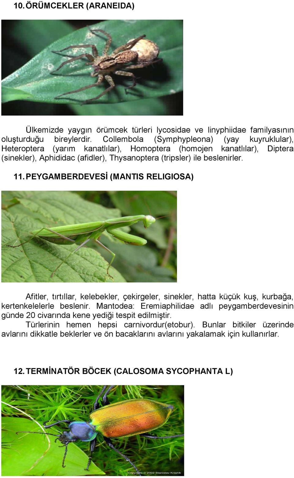 beslenirler. 11. PEYGAMBERDEVESİ (MANTIS RELIGIOSA) Afitler, tırtıllar, kelebekler, çekirgeler, sinekler, hatta küçük kuş, kurbağa, kertenkelelerle beslenir.