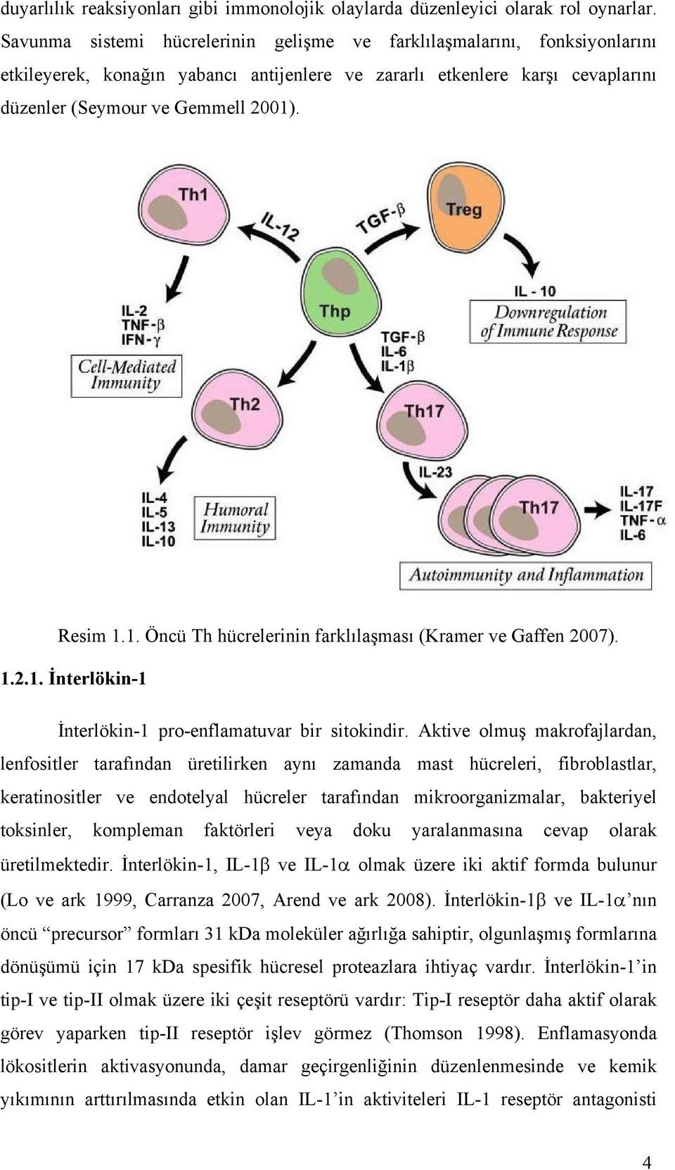 1. Öncü Th hücrelerinin farklılaşması (Kramer ve Gaffen 2007). 1.2.1. İnterlökin-1 İnterlökin-1 pro-enflamatuvar bir sitokindir.