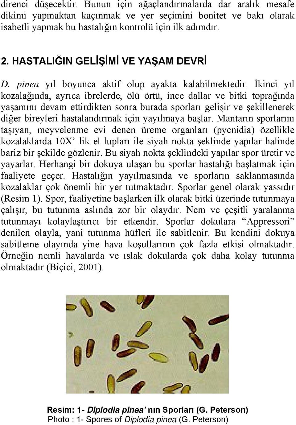 İkinci yıl kozalağında, ayrıca ibrelerde, ölü örtü, ince dallar ve bitki toprağında yaşamını devam ettirdikten sonra burada sporları gelişir ve şekillenerek diğer bireyleri hastalandırmak için