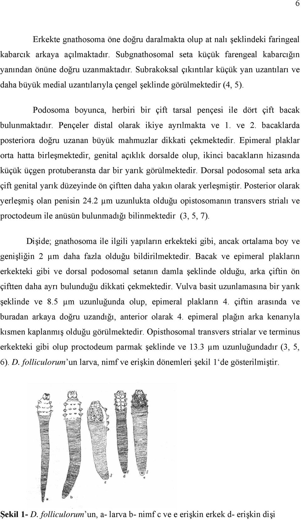 Podosoma boyunca, herbiri bir çift tarsal pençesi ile dört çift bacak bulunmaktadır. Pençeler distal olarak ikiye ayrılmakta ve 1. ve 2.