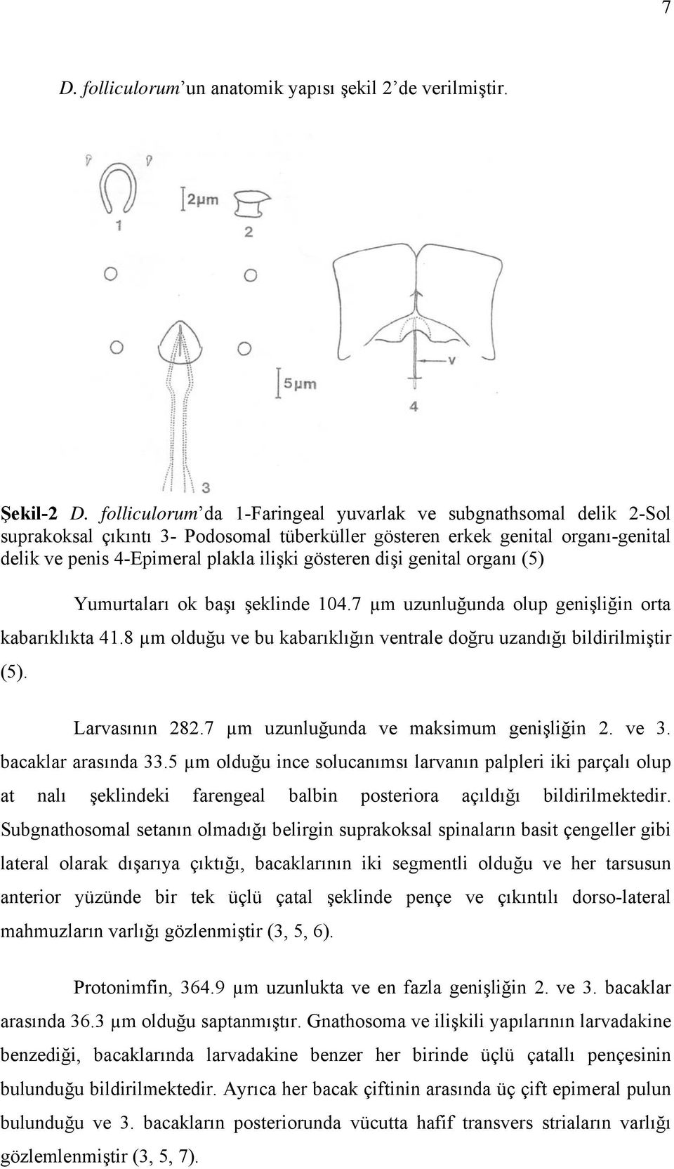 dişi genital organı (5) Yumurtaları ok başı şeklinde 104.7 µm uzunluğunda olup genişliğin orta kabarıklıkta 41.8 µm olduğu ve bu kabarıklığın ventrale doğru uzandığı bildirilmiştir (5).