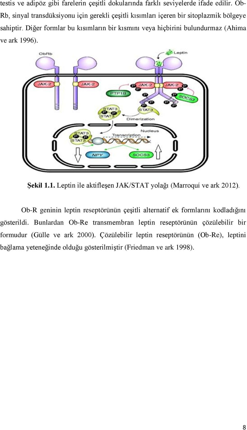 Diğer formlar bu kısımların bir kısmını veya hiçbirini bulundurmaz (Ahima ve ark 1996). Şekil 1.1. Leptin ile aktifleşen JAK/STAT yolağı (Marroquí ve ark 2012).