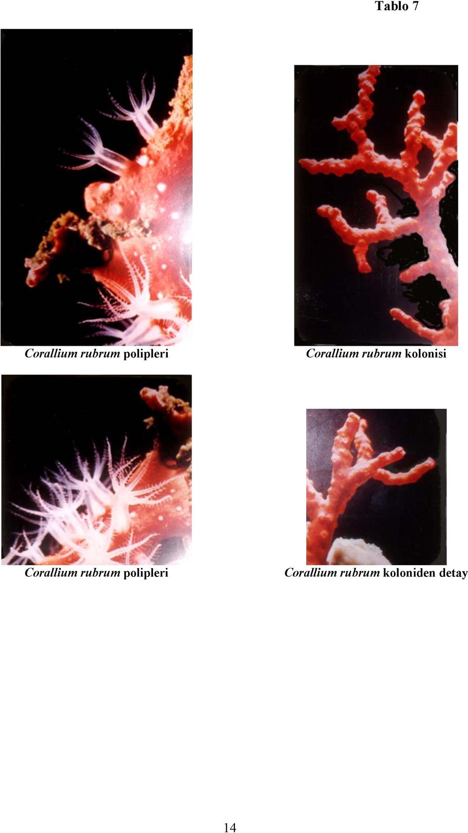 kolonisi Corallium rubrum 