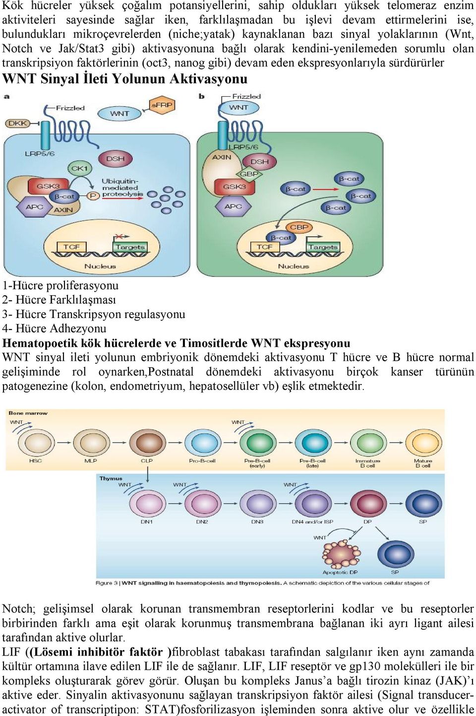 nanog gibi) devam eden ekspresyonlarıyla sürdürürler WNT Sinyal İleti Yolunun Aktivasyonu 1-Hücre proliferasyonu 2- Hücre Farklılaşması 3- Hücre Transkripsyon regulasyonu 4- Hücre Adhezyonu