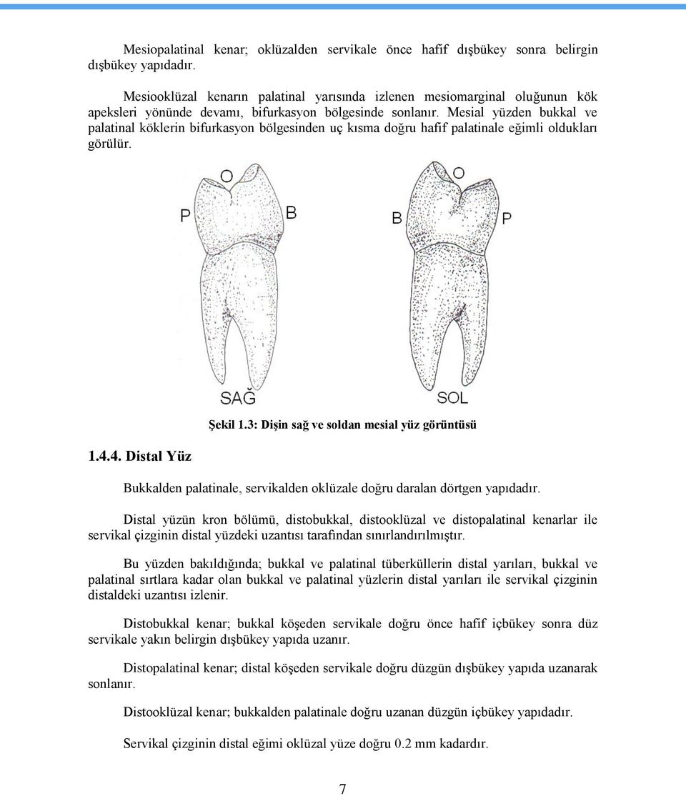 Mesial yüzden bukkal ve palatinal köklerin bifurkasyon bölgesinden uç kısma doğru hafif palatinale eğimli oldukları görülür. 1.4.4. Distal Yüz ġekil 1.