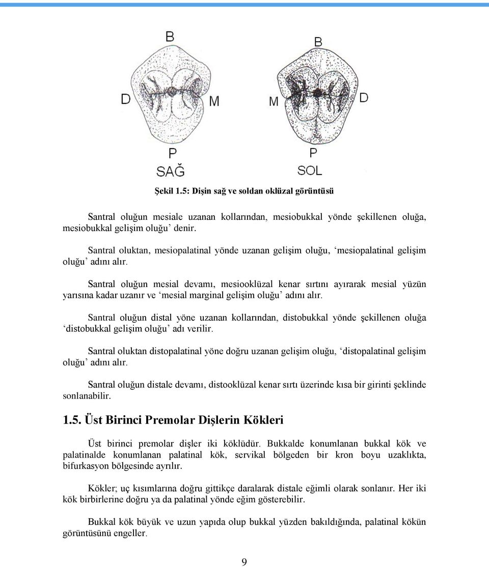 Santral oluğun mesial devamı, mesiooklüzal kenar sırtını ayırarak mesial yüzün yarısına kadar uzanır ve mesial marginal geliģim oluğu adını alır.