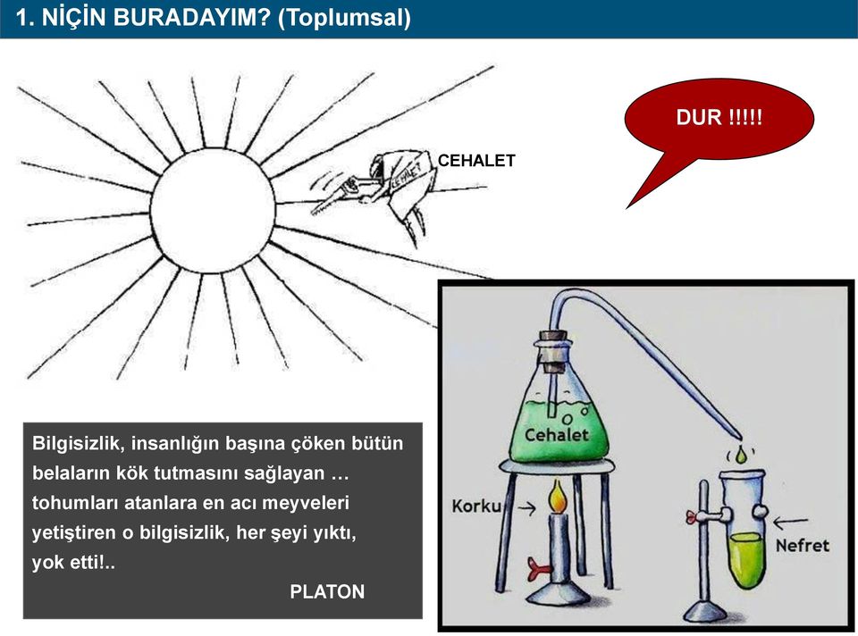 belaların kök tutmasını sağlayan tohumları atanlara en