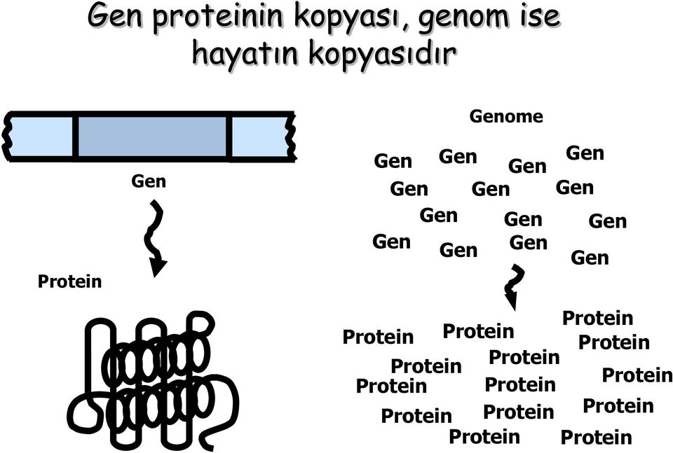 Gen Gen Protein Protein Protein Protein Protein Protein