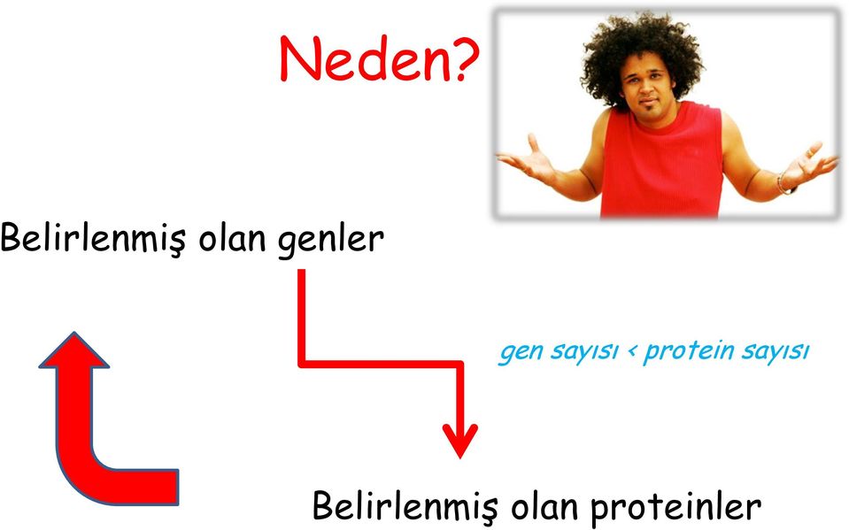 genler gen sayısı <