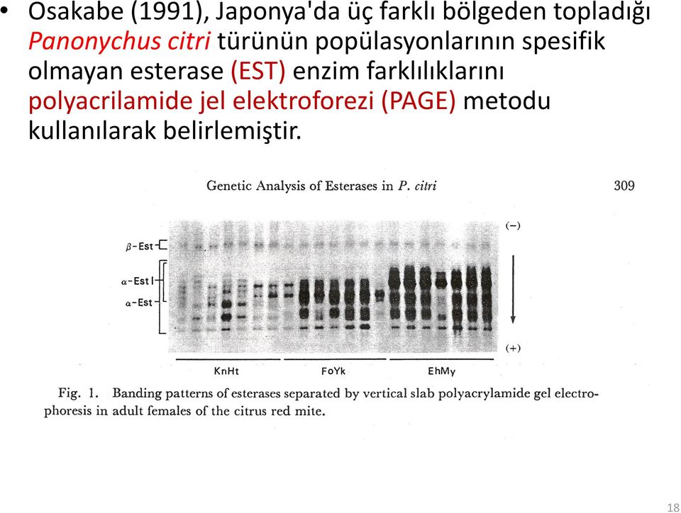 olmayan esterase (EST) enzim farklılıklarını