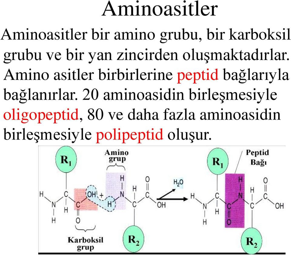 Amino asitler birbirlerine peptid bağlarıyla bağlanırlar.