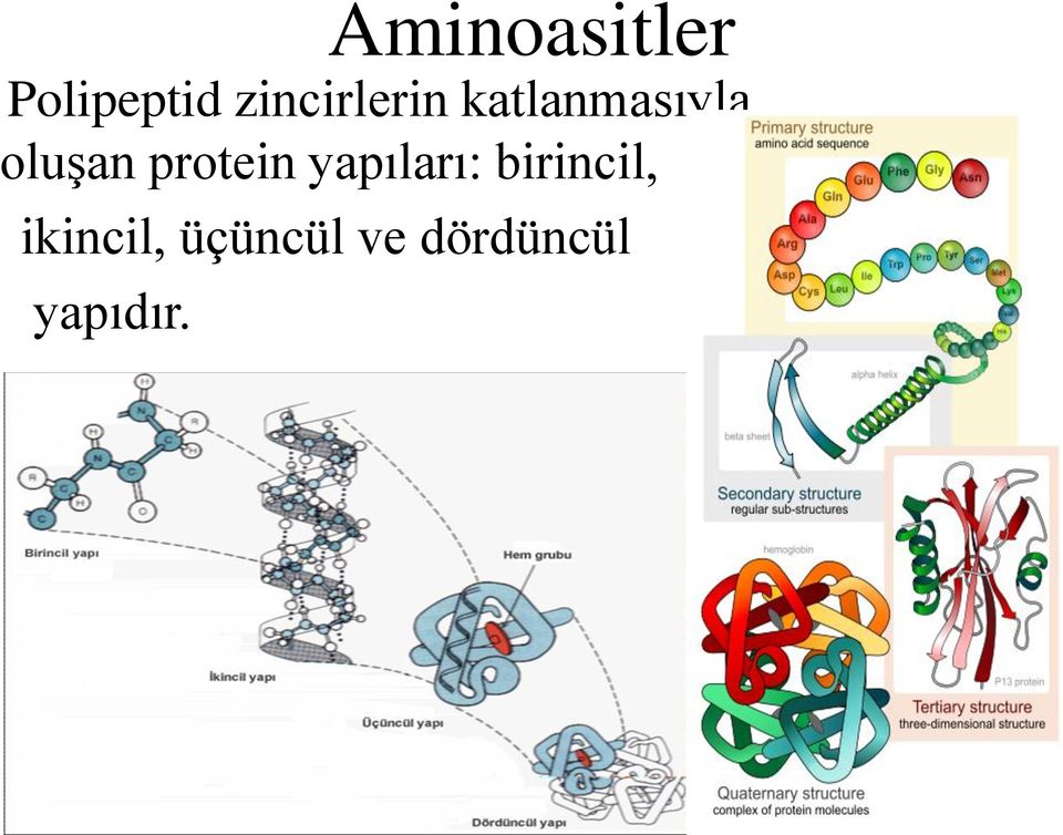 oluşan protein yapıları: