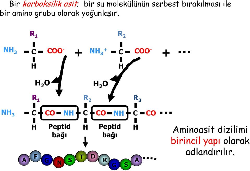 R 1 R 2 NH 3 C COO - + NH 3 + C COO - + H H H 2 O H 2 O R 1 R 2 R 3 NH 3 C