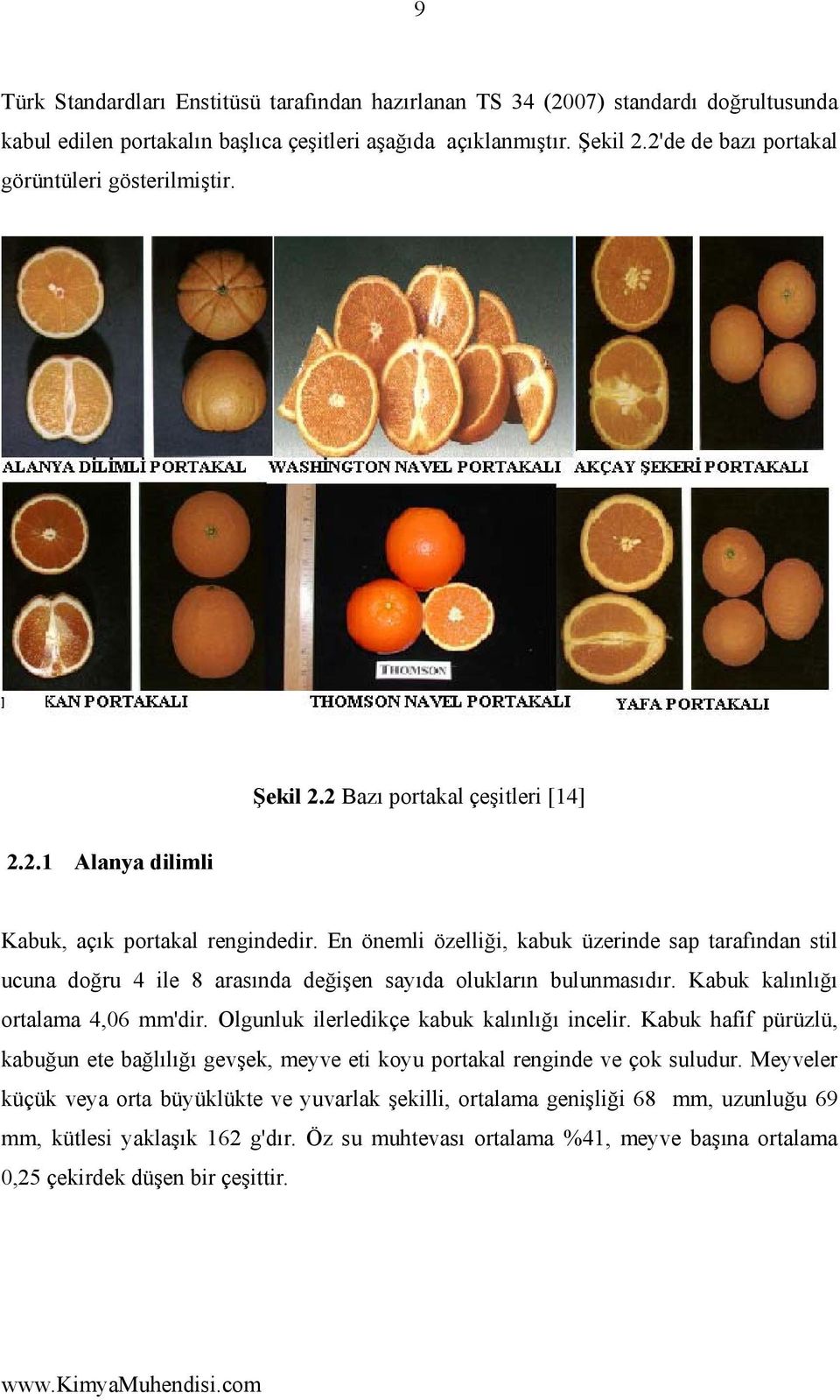 En önemli özelliği, kabuk üzerinde sap tarafından stil ucuna doğru 4 ile 8 arasında değişen sayıda olukların bulunmasıdır. Kabuk kalınlığı ortalama 4,06 mm'dir.