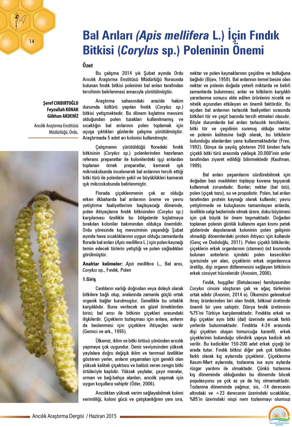 Araştırma sahasındaki arazide hakim durumda kültürü yapılan fındık (Corylus sp.) bitkisi yetişmektedir.