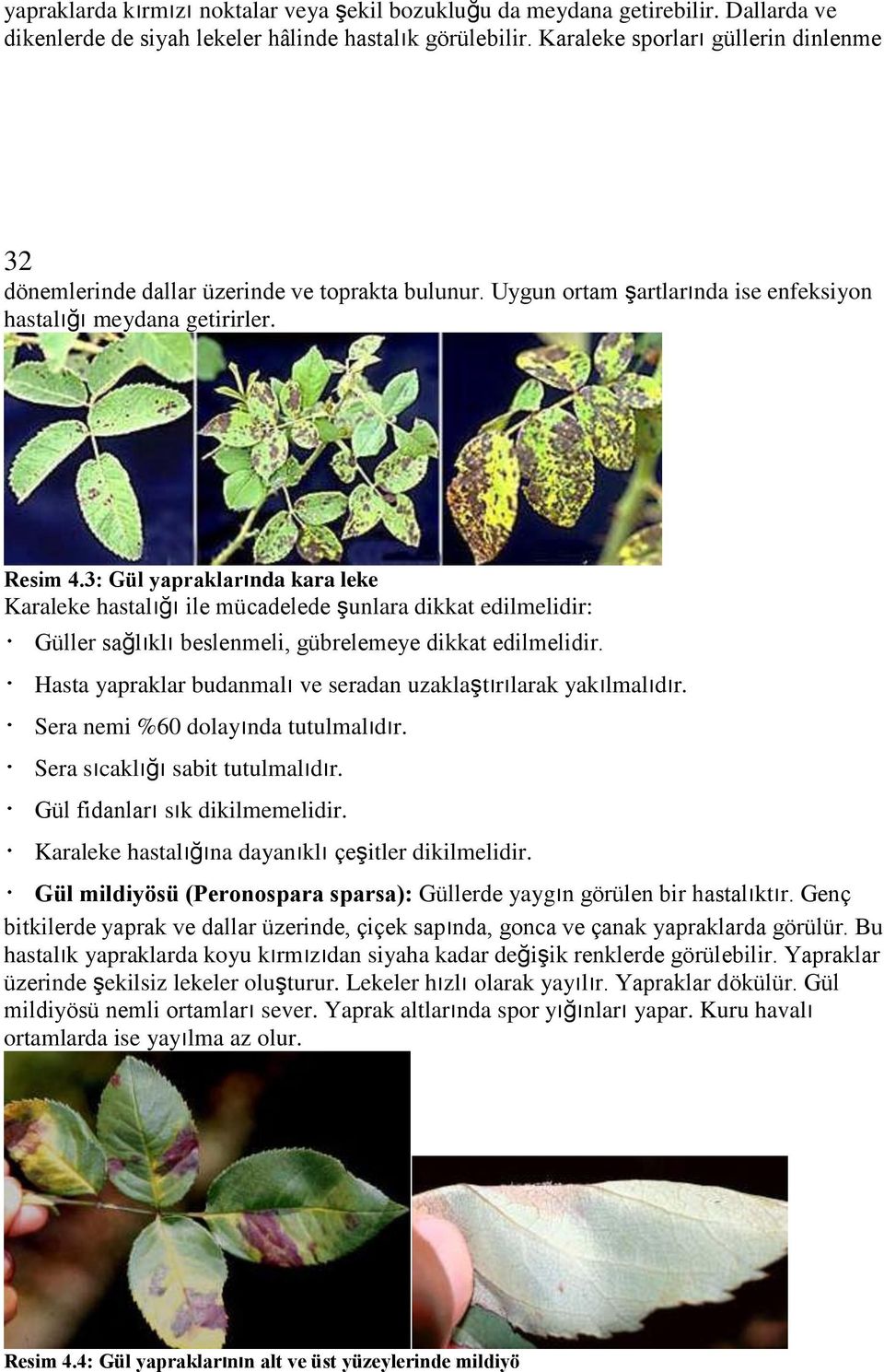 3: Gül yapraklarında kara leke Karaleke hastalığı ile mücadelede şunlara dikkat edilmelidir: Güller sağlıklı beslenmeli, gübrelemeye dikkat edilmelidir.