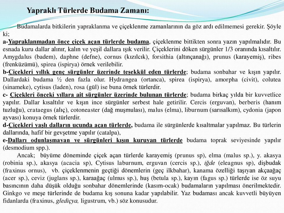 Çiçeklerini döken sürgünler 1/3 oranında kısaltılır.