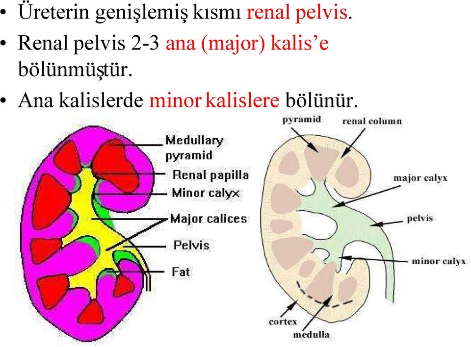 Renal pelvis 2-3 ana (major)