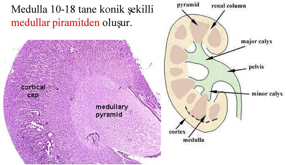 şekilli