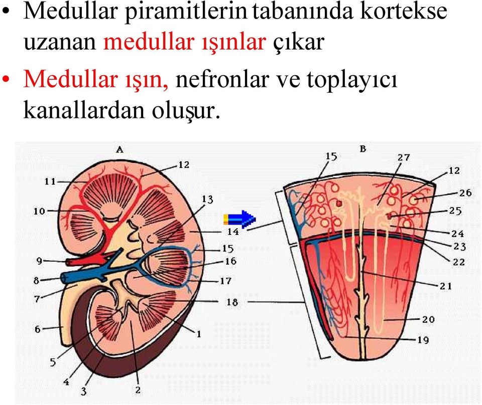 ışınlar çıkar Medullar ışın,