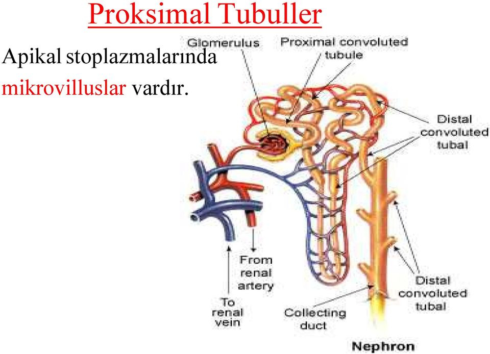 stoplazmalarında