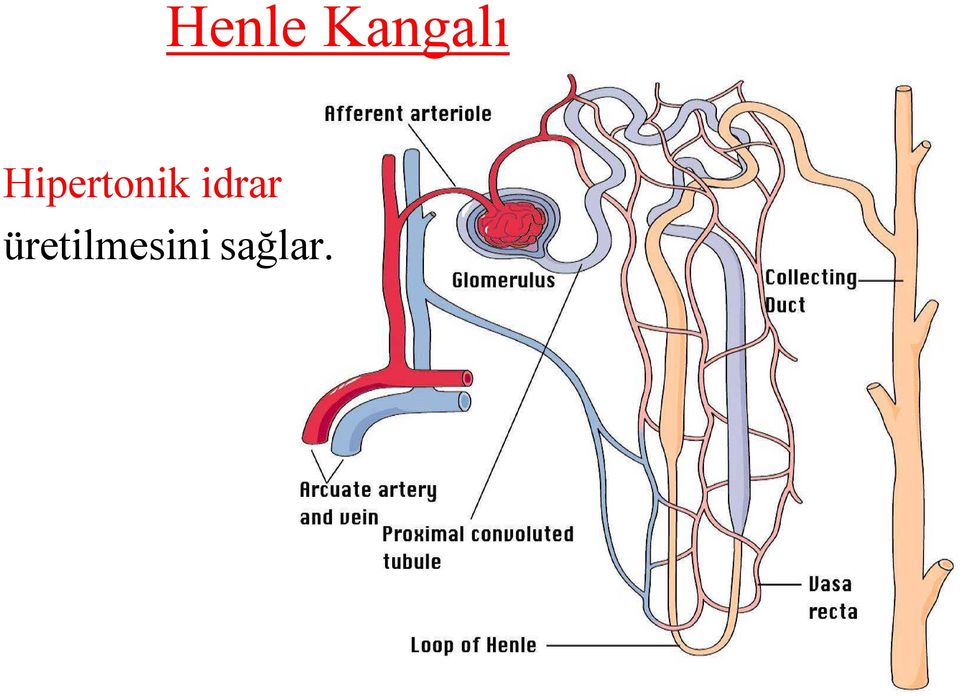 Hipertonik