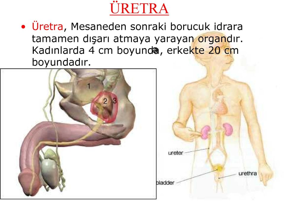 atmaya yarayan organdır.