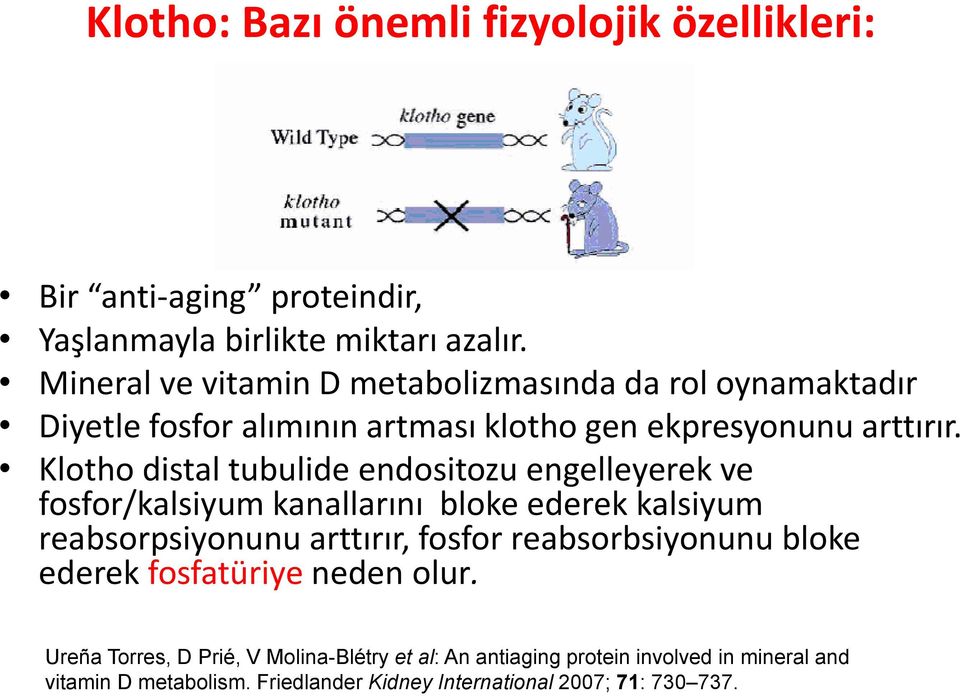 Klotho distal tubulide endositozu engelleyerek ve fosfor/kalsiyum kanallarını bloke ederek kalsiyum reabsorpsiyonunu arttırır, fosfor