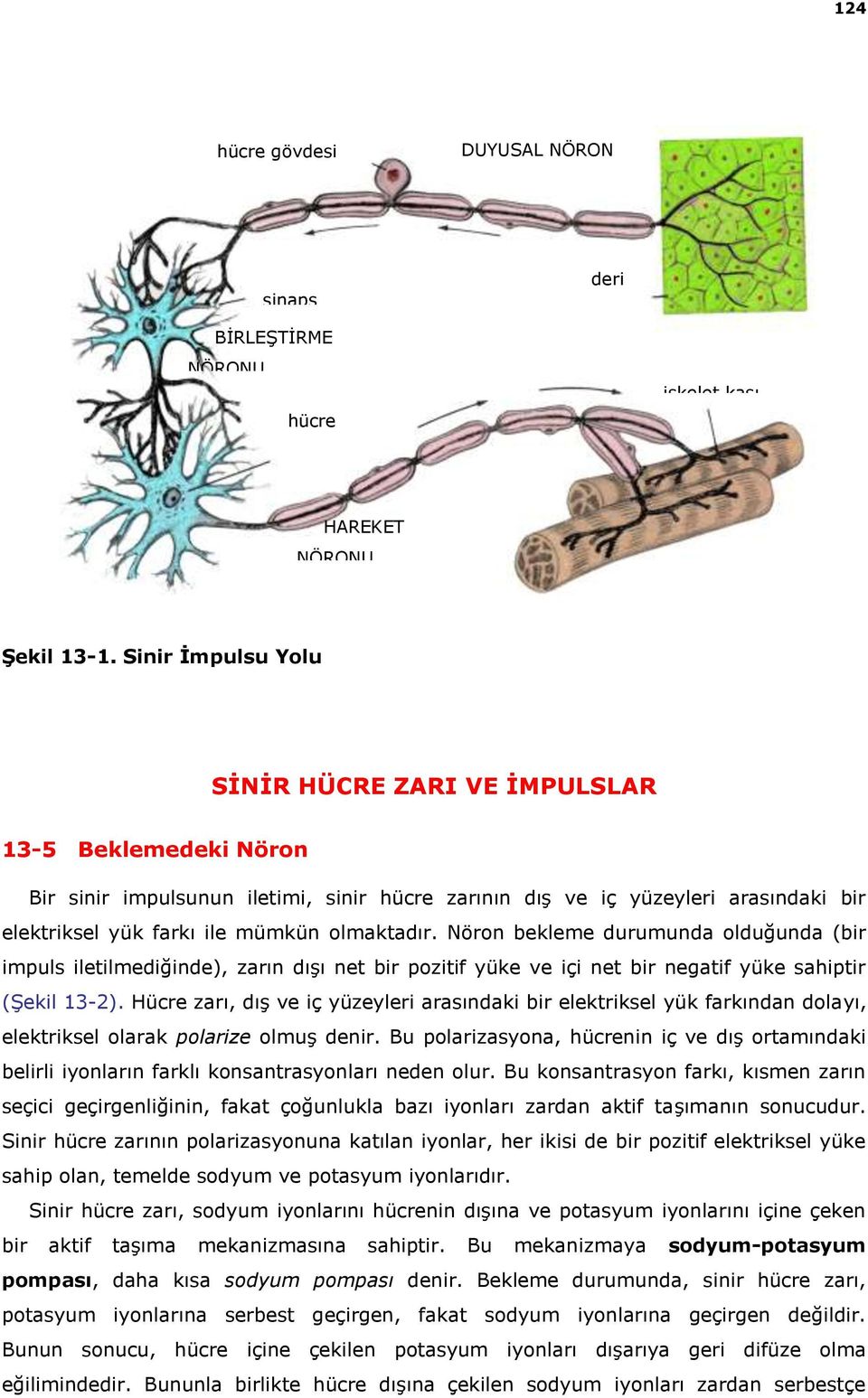 olmaktadır. Nöron bekleme durumunda olduğunda (bir impuls iletilmediğinde), zarın dışı net bir pozitif yüke ve içi net bir negatif yüke sahiptir (Şekil 13-2).