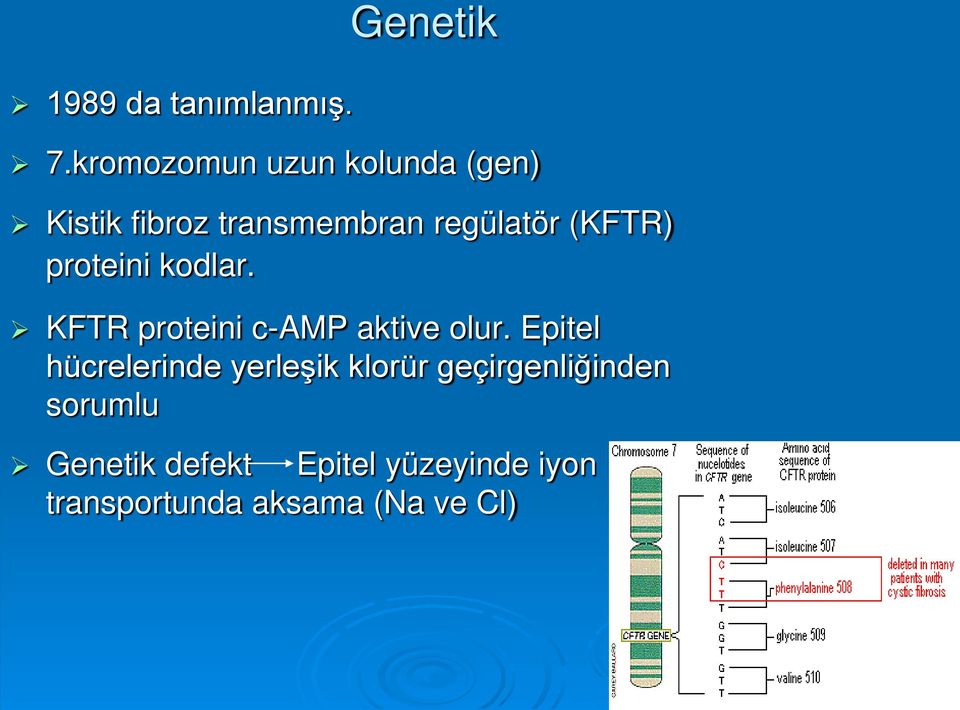 (KFTR) proteini kodlar. KFTR proteini c-amp aktive olur.