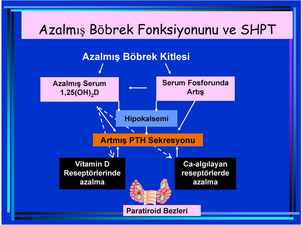 Artış Hipokalsemi Artmış PTH Sekresyonu Vitamin D