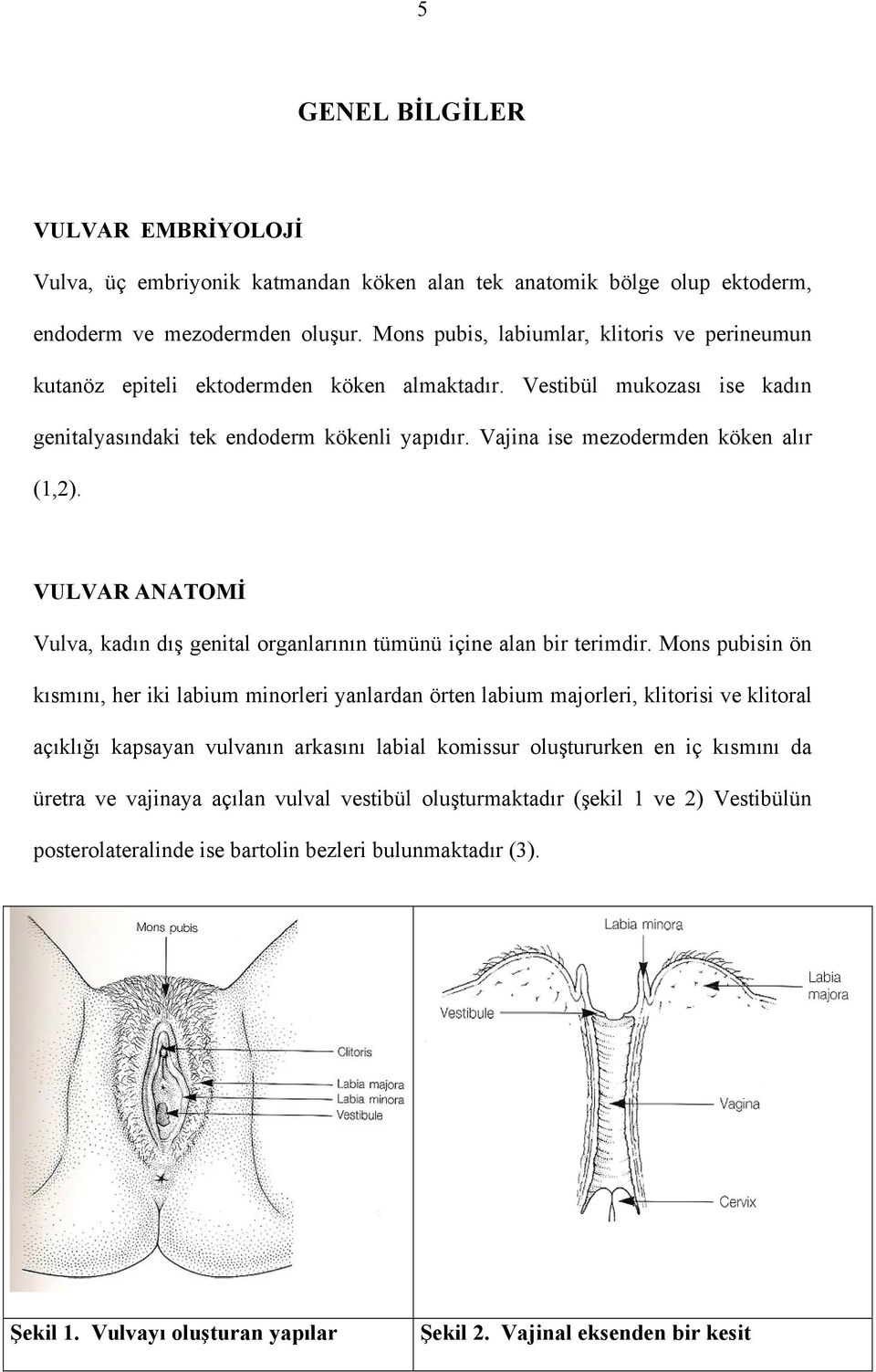 Vajina ise mezodermden köken alır (1,2). VULVAR ANATOMİ Vulva, kadın dış genital organlarının tümünü içine alan bir terimdir.